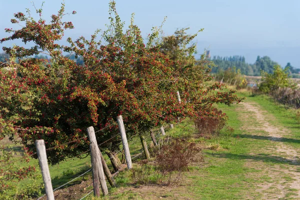 Hawthorn Bushes Full Red Berries — Stock Photo, Image