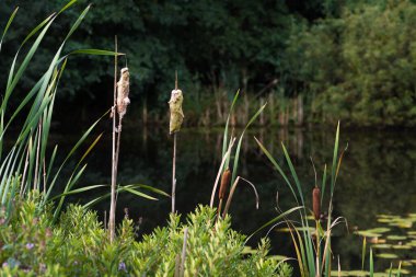 Küçük bir gölette kabarık mancınıklar