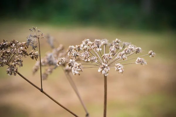 Makro Laukaus Suuri Kuivattu Jättiläinen Hogweed — kuvapankkivalokuva