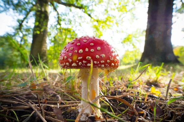 Roter Amarita Pilz Einem Holländischen Park — Stockfoto