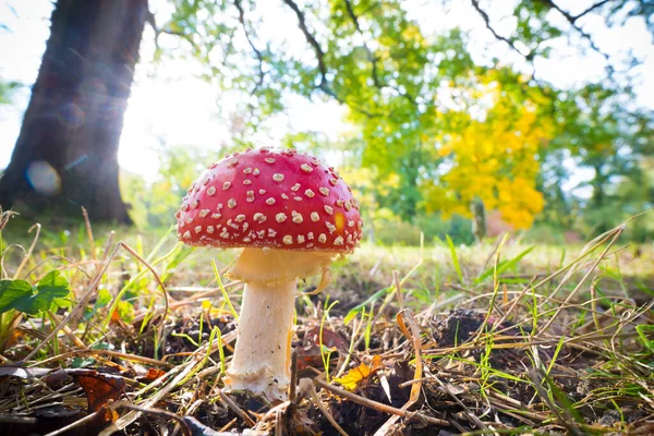 Red Amarita Mushroom Dutch Park — Stock Photo, Image