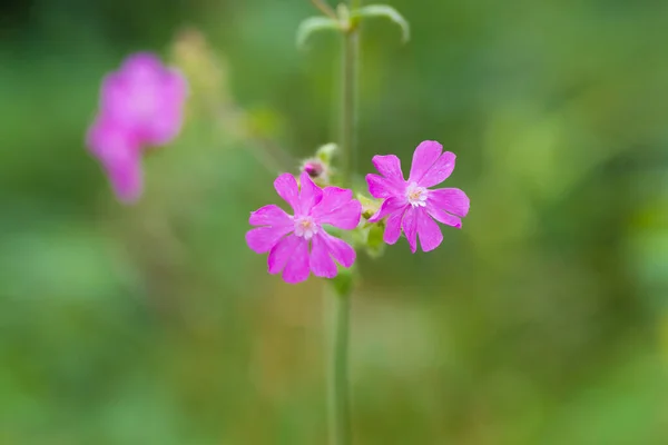 Närbild Bild Blommor Perenn Silene Dioica Som Campion Eller Catchfly — Stockfoto