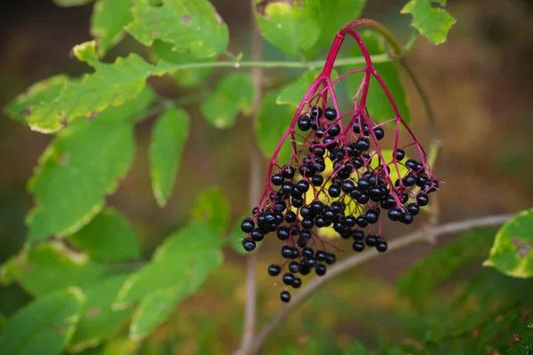 Ripe Berries Black Elderberry Sambucus Late Summer Black Elder One — Stock Photo, Image