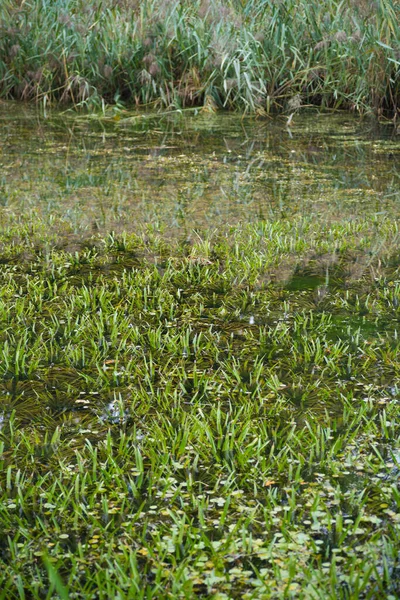 Экзотические Водные Растения Заросли Небольшой Канал Низинах — стоковое фото