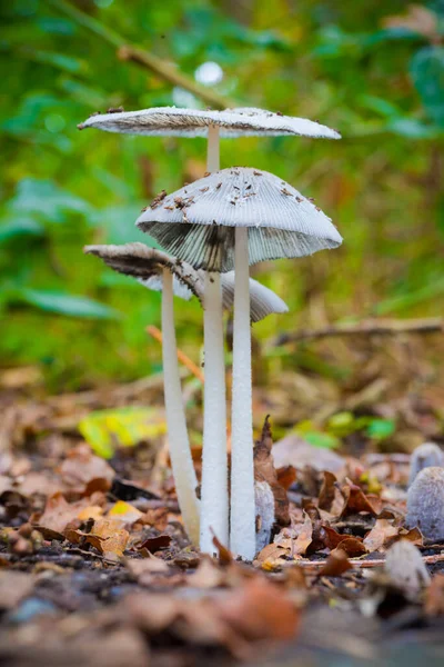 小さな日本の傘として知られることもあり 森の中で成長しているインクキャップ Parasola Plicatilis — ストック写真