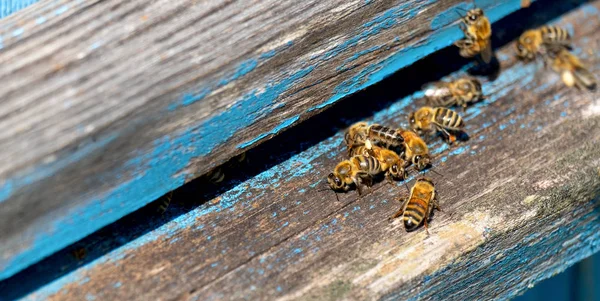 Vida Las Abejas Obreras Las Abejas Traen Miel —  Fotos de Stock