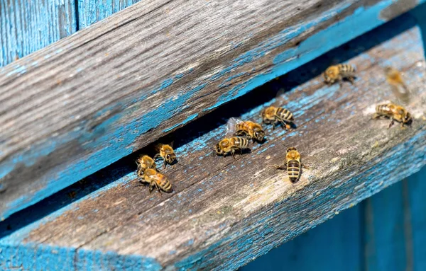 Život Včely Dělnice Včely Přinášejí Med — Stock fotografie