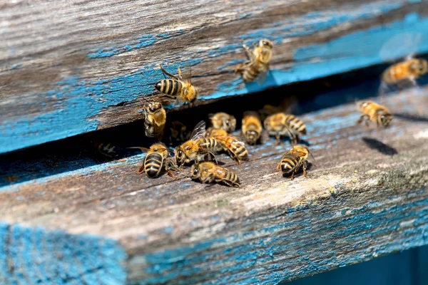 Život Včely Dělnice Včely Přinášejí Med — Stock fotografie