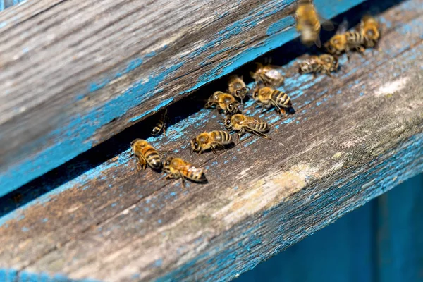 Das Leben Der Arbeitsbienen Die Bienen Bringen Honig — Stockfoto