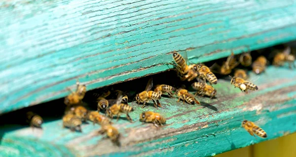 Das Leben Der Arbeitsbienen Die Bienen Bringen Honig — Stockfoto