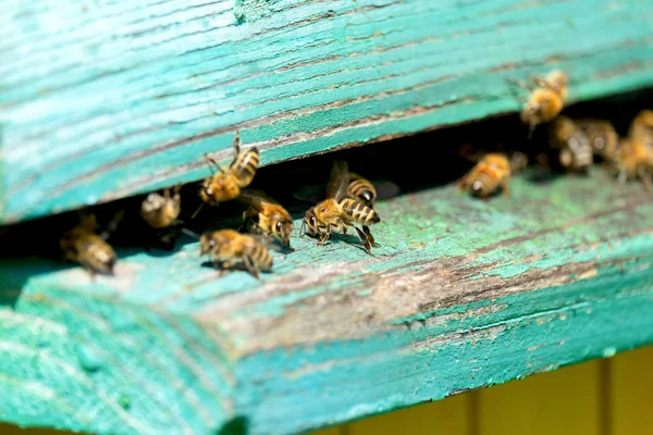 Das Leben Der Arbeitsbienen Die Bienen Bringen Honig — Stockfoto