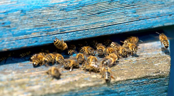 작업자 꿀벌의 생활입니다 꿀벌은 꿀을가지고 스톡 사진