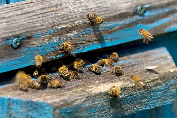 Vida Las Abejas Obreras Las Abejas Traen Miel Imágenes De Stock Sin Royalties Gratis