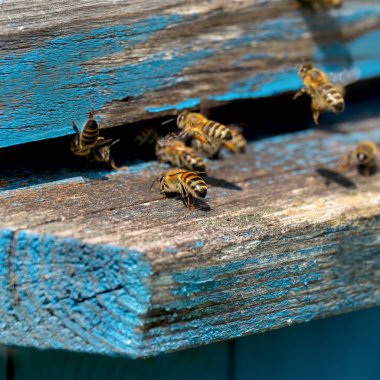 İşçi arılar hayatı. Arıların bal getir.