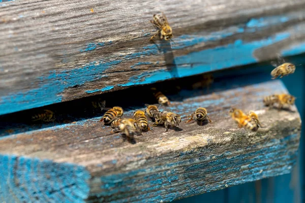Das Leben Der Arbeitsbienen Die Bienen Bringen Honig — Stockfoto