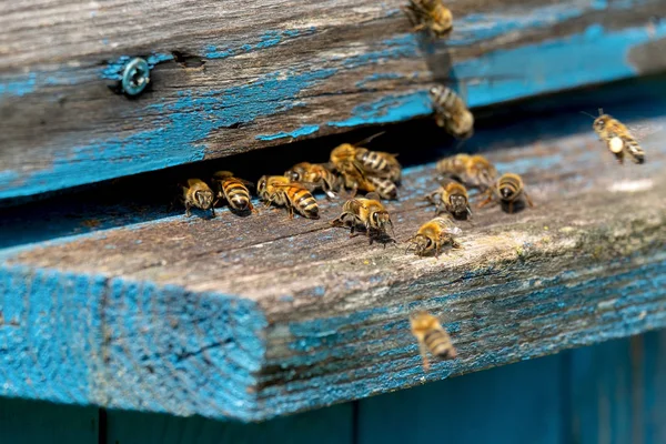 Das Leben Der Arbeitsbienen Die Bienen Bringen Honig — Stockfoto