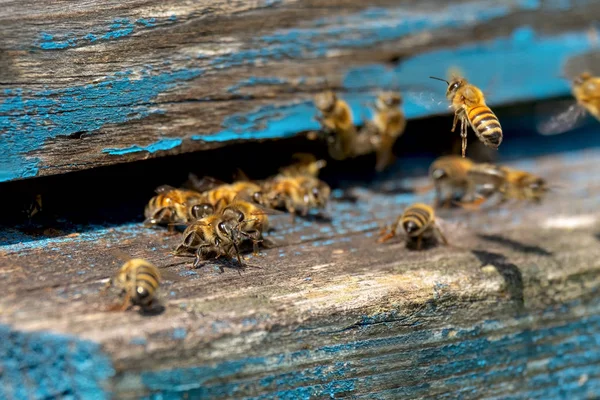 Vida Las Abejas Obreras Las Abejas Traen Miel —  Fotos de Stock