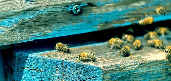 Život Včely Dělnice Včely Přinášejí Med — Stock fotografie