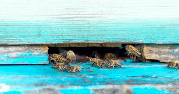 작업자 꿀벌의 생활입니다 꿀벌은 꿀을가지고 — 스톡 사진