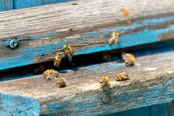 Life Worker Bees Bees Bring Honey Stock Picture