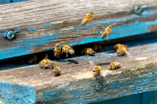 Life Worker Bees Bees Bring Honey Stock Image