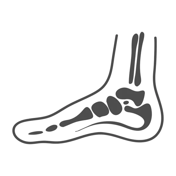 Anatomie médiale du pied isolé sur un fond blanc. Illustration vectorielle . — Image vectorielle