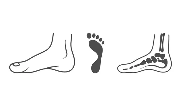 Human Leg, Ankle, Bones, Footprint, Organs Concept. Vector Illustration Can Be Used For Topics Like Anatomy, Medicine Isolated On A White Background. Vector Illustration. — 图库矢量图片