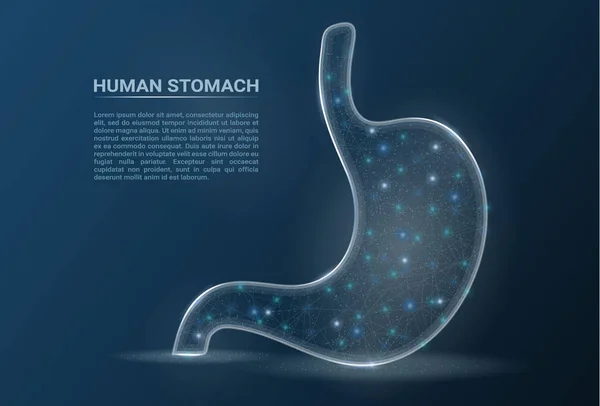 Estómago humano sano. Órgano de digestión interna aislado en un fondo. Ilustración vectorial . — Archivo Imágenes Vectoriales