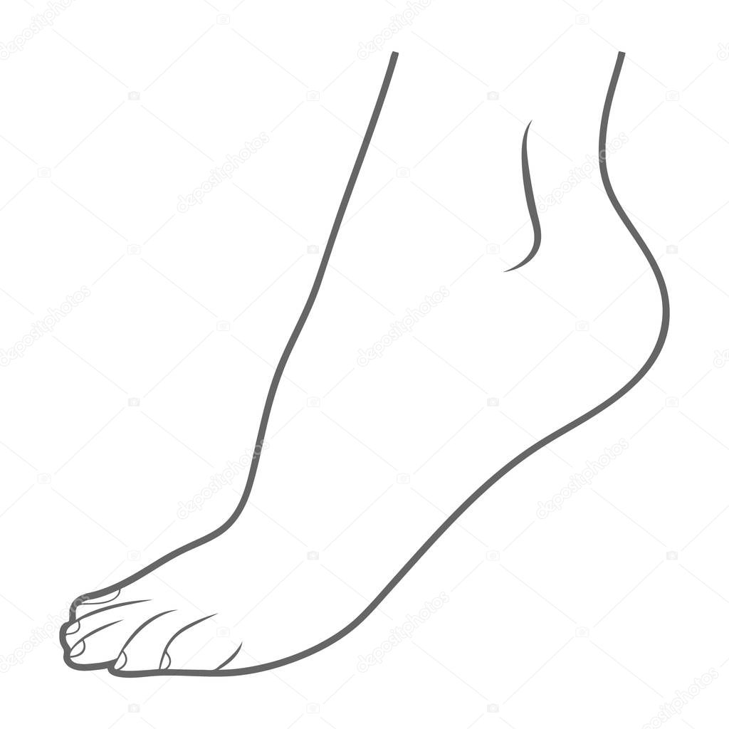 Human Foot, Leg Icon - Lateral View Outside Isolated On A White Background. Vector Illustration. Orthopedics, Organs Concept.