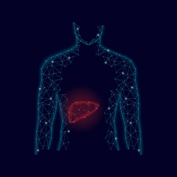 3D-Modell von Mensch und Leber. Polygonales Design. geometrisches Design. Gesundheitswesen, Wissenschaft und Technologie Vektor Illustration. 3D polygonale Deckhaut. Modell menschlicher Körperdraht. — Stockvektor
