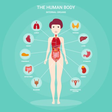 İç organlar ile insan anatomisi İnfografik elemanları izole ve kadın vücuda yerleştirilir. Kız siluet ve simgeler etrafında kadın üreme organları.