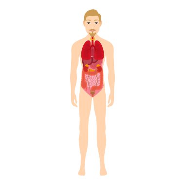 Erkek Insan anatomisi, Iç organlar diyagramı, fizyoloji, yapı, tıp mesleği, morfolojisi, sağlıklı
