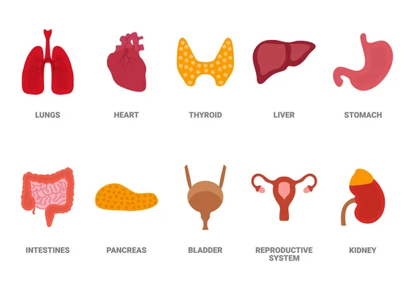 Dibujos animados órganos humanos con hígado páncreas corazón sistema reproductor femenino riñones pulmones estómago intestino. Ilustración vectorial aislada — Archivo Imágenes Vectoriales