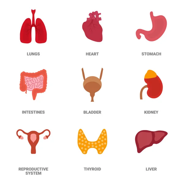 Mänskliga inre organ ikon set. Vektor illustration i tecknad stil isolerad på vit bakgrund — Stock vektor