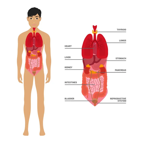 Menschliche männliche Körper mit inneren Organen Schema flache Infografik Plakatvektorillustration. Mann Silhouette mit Lunge Herz Schilddrüse Magen Leber Nieren Darm Bauchspeicheldrüse — Stockvektor