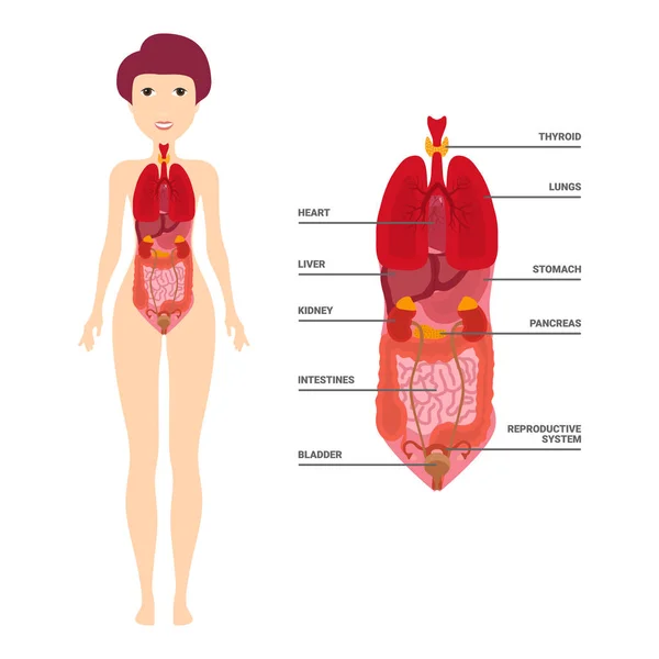 Weibliche menschliche Anatomie, Diagramm der inneren Organe, Physiologie, Struktur, Mediziner, Morphologie, gesund — Stockvektor