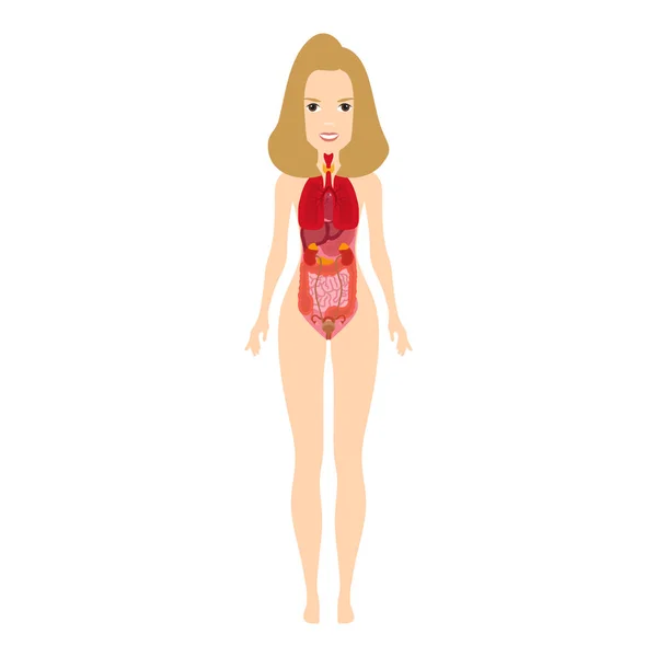 Anatomía humana femenina, Diagrama de órganos internos, Fisiología, Estructura, Profesión médica, Morfología, Saludable — Archivo Imágenes Vectoriales