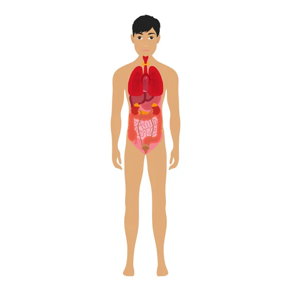 Corpo humano e sistemas de órgãos. Sistema de anatomia infográfica vetorial, corpo humano com rim e pulmão, fígado e estômago ilustração vetorial —  Vetores de Stock