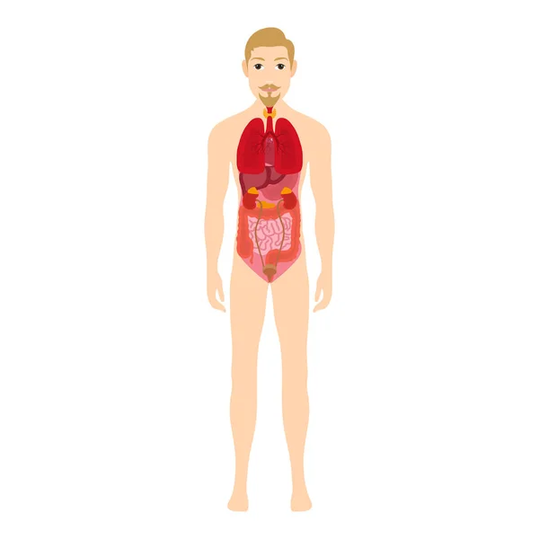 Männliche menschliche Anatomie, Diagramm der inneren Organe, Physiologie, Struktur, Mediziner, Morphologie, gesund — Stockvektor