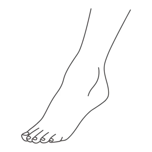 Piede femminile, gamba in piedi sulle dita dei piedi, disegno a linee di piedi, isolato su sfondo bianco vettoriale illustrazione — Vettoriale Stock