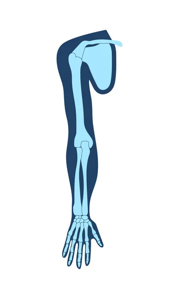 Clavicule clavicule, omoplate, humérus, ulna, rayon, doigt et main. Illustrations médicales détaillées, radiographie. Termes médicaux latins. Isolé sur fond blanc . Graphismes Vectoriels
