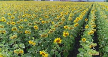 Ayçiçeği bitki çok satır boyunca sahada