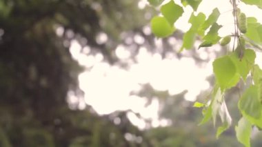 Kedicikler huş ağacı bir şube closeup yay. Bud doğa arka plan üzerinde huş ağacı. huş ağacı yaprakları ve böbrekler ile bir dalı