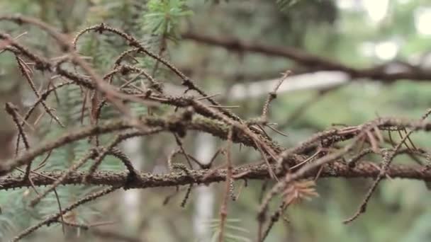 Rama de abeto, rama de un árbol de coníferas en el bosque, primer plano, macroplano — Vídeos de Stock