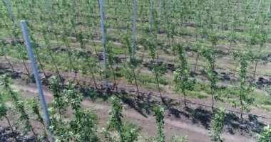 Fidan ağaçlar havadan, genç elma Bahçe alanında, ağaç fidan genç elma bahçesinde 4k, hava satırlarının görünümünü