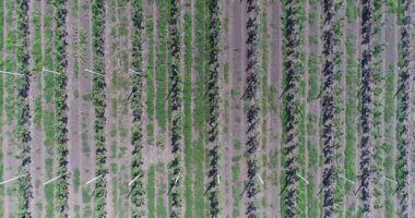 Bir görünümü ağaçlar ağaç fidan, bir bahçe merkezi, Genç elma bahçe alanında uçan hava, fidan