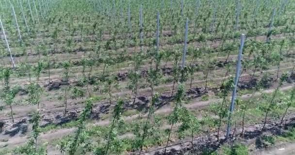 Una vista delle piantine di alberi dall'alto, volando sopra le piantine di alberi, un centro giardino, un giovane giardino di mele sul campo — Video Stock