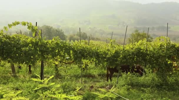 Bela vista panorâmica do vale italiano com vinhas, um pônei come uvas — Vídeo de Stock