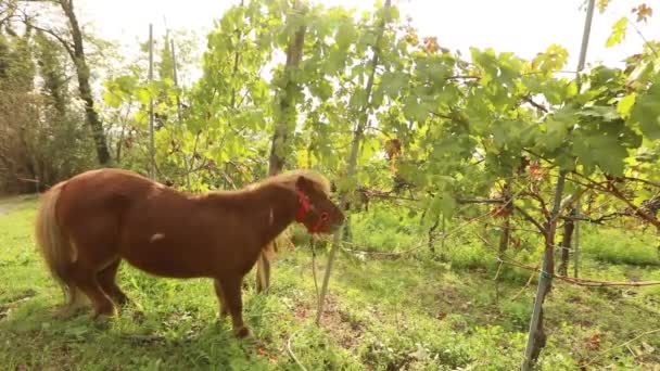 Hermoso pony marrón come uvas, Pony come uvas en un viñedo en italia — Vídeos de Stock