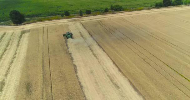 Combineert en trekkers die werken op het groot tarweveld, Harvester op het tarweveld, groene maaimachine werkt op het veld — Stockvideo